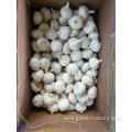 GARLIC TOP QUALITY WHOLESALE GARLIC